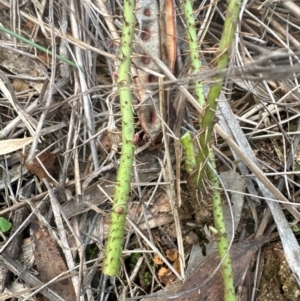 Rosa rubiginosa at Aranda, ACT - 7 May 2024