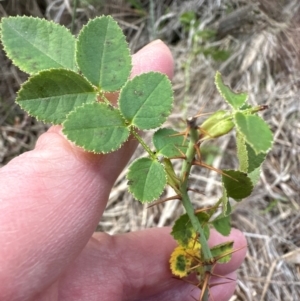 Rosa rubiginosa at Aranda, ACT - 7 May 2024