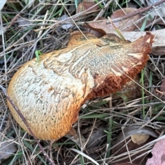 Gymnopilus junonius (Spectacular Rustgill) at Cook, ACT - 7 May 2024 by lbradley