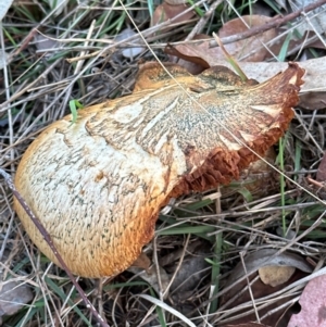 Gymnopilus junonius at Cook, ACT - 7 May 2024 04:56 PM