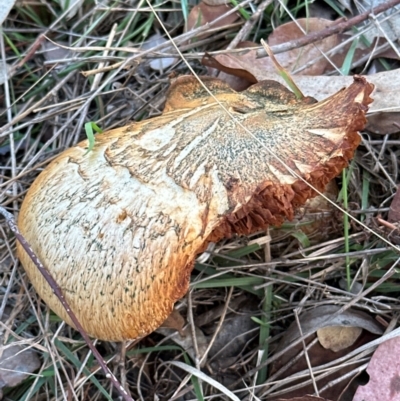 Gymnopilus junonius (Spectacular Rustgill) at Aranda Bushland - 7 May 2024 by lbradley