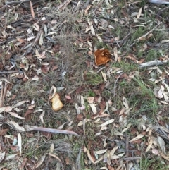 Gymnopilus junonius at Cook, ACT - 7 May 2024 04:56 PM