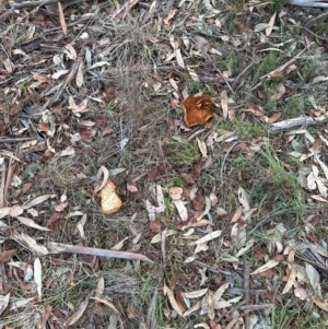 Gymnopilus junonius at Aranda Bushland - 7 May 2024