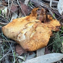 Gymnopilus junonius at Cook, ACT - 7 May 2024 04:56 PM