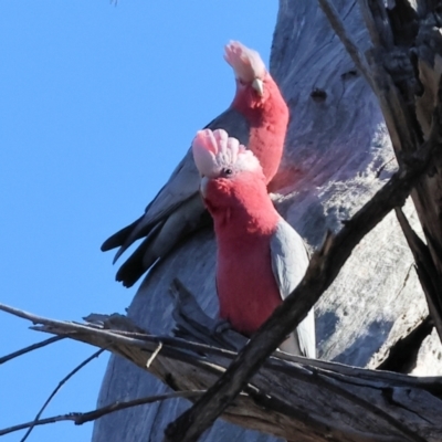 Eolophus roseicapilla (Galah) at Wodonga - 7 May 2024 by KylieWaldon