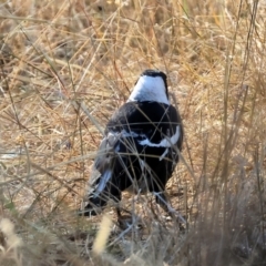 Gymnorhina tibicen (Australian Magpie) at Jack Perry Reserve - 7 May 2024 by KylieWaldon