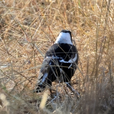 Gymnorhina tibicen (Australian Magpie) at Monitoring Site 114 - Remnant - 7 May 2024 by KylieWaldon