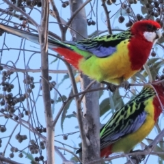 Platycercus eximius (Eastern Rosella) at Monitoring Site 114 - Remnant - 6 May 2024 by KylieWaldon