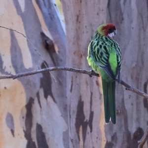 Platycercus eximius at Monitoring Site 114 - Remnant - 7 May 2024