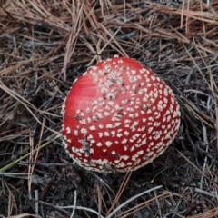 Amanita muscaria (Fly Agaric) at Isaacs Ridge and Nearby - 7 May 2024 by Mike