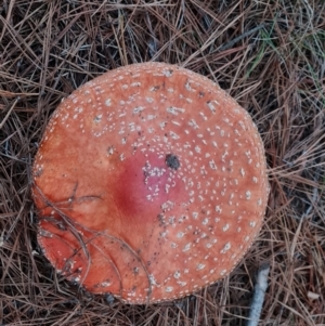 Amanita muscaria at Isaacs Ridge and Nearby - 7 May 2024