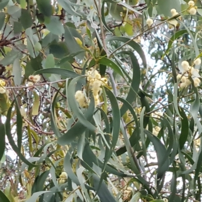 Acacia implexa (Hickory Wattle, Lightwood) at Isaacs, ACT - 7 May 2024 by Mike