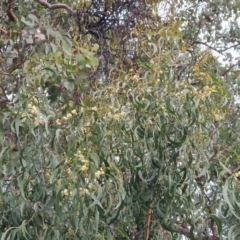 Acacia implexa at Isaacs, ACT - 7 May 2024