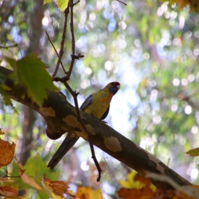 Platycercus elegans flaveolus (Yellow Rosella) at Wangaratta, VIC - 30 Apr 2024 by MB