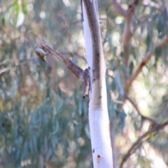 Acanthiza lineata (Striated Thornbill) at Wangaratta, VIC - 30 Apr 2024 by MB