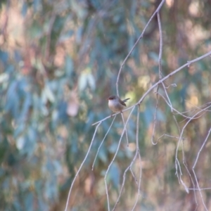 Malurus cyaneus at Wangaratta, VIC - 30 Apr 2024 12:07 PM