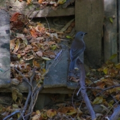 Colluricincla harmonica (Grey Shrikethrush) at Wangaratta, VIC - 30 Apr 2024 by MB