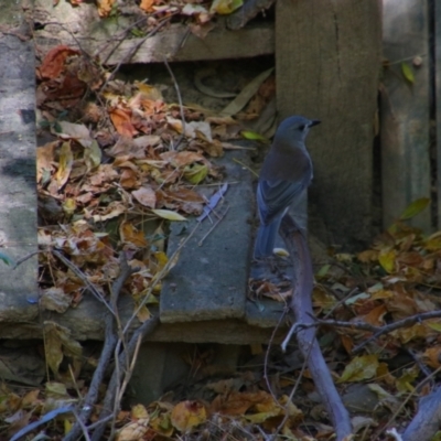 Colluricincla harmonica (Grey Shrikethrush) at Wangaratta, VIC - 30 Apr 2024 by MB