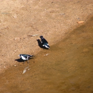 Grallina cyanoleuca at Wangaratta, VIC - 30 Apr 2024