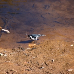 Grallina cyanoleuca at Wangaratta, VIC - 30 Apr 2024