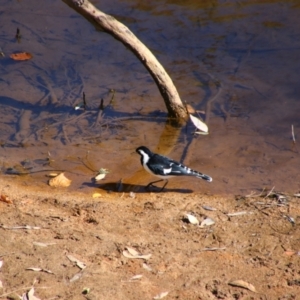 Grallina cyanoleuca at Wangaratta, VIC - 30 Apr 2024