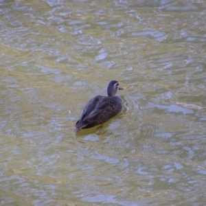 Anas superciliosa (Pacific Black Duck) at Wangaratta, VIC by MB