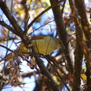 Ptilonorhynchus violaceus at Alpine Shire - 1 May 2024