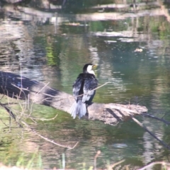 Microcarbo melanoleucos (Little Pied Cormorant) at Bright, VIC - 1 May 2024 by MB