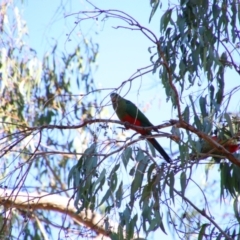 Alisterus scapularis (Australian King-Parrot) at Alpine Shire - 1 May 2024 by MB