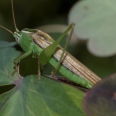 Conocephalus semivittatus (Meadow katydid) at Higgins, ACT - 25 Apr 2024 by AlisonMilton