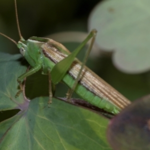Conocephalus semivittatus (Meadow katydid) at Higgins, ACT by AlisonMilton