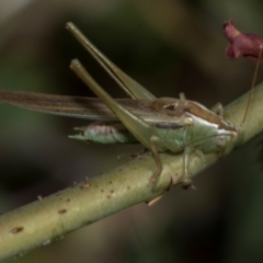 Conocephalus semivittatus at Higgins, ACT - 25 Apr 2024