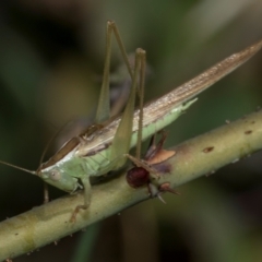 Conocephalus semivittatus at Higgins, ACT - 25 Apr 2024 03:30 PM