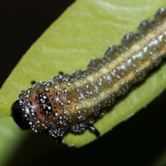 Pterygophorus cinctus (Bottlebrush sawfly) at Higgins, ACT - 19 Apr 2024 by AlisonMilton