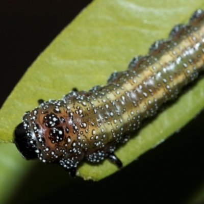 Pterygophorus cinctus (Bottlebrush sawfly) at Higgins, ACT - 19 Apr 2024 by AlisonMilton