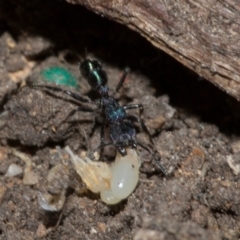Rhytidoponera metallica (Greenhead ant) at Higgins, ACT - 25 Apr 2024 by AlisonMilton