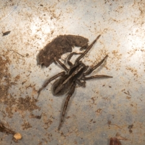 Unidentified Other hunting spider at suppressed by AlisonMilton