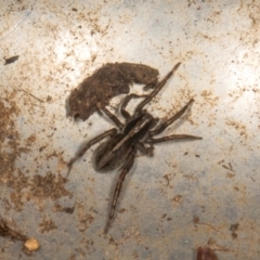 Unidentified Other hunting spider at Scullin, ACT - 29 Apr 2024 by AlisonMilton