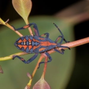 Amorbus alternatus at Hawker, ACT - 27 Mar 2024 11:49 AM