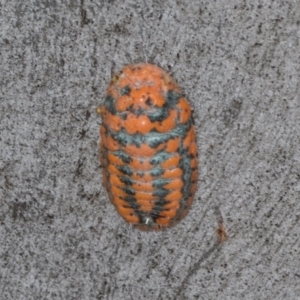 Monophlebulus sp. (genus) at Hawker, ACT - 27 Mar 2024 12:24 PM