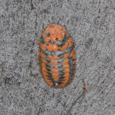 Monophlebulus sp. (genus) (Giant Snowball Mealybug) at Hawker, ACT - 27 Mar 2024 by AlisonMilton