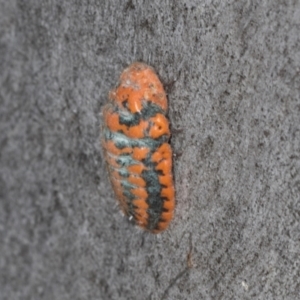 Monophlebulus sp. (genus) at Hawker, ACT - 27 Mar 2024 12:24 PM