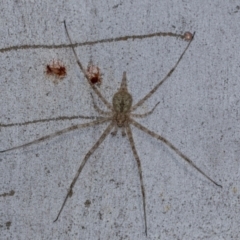 Tamopsis eucalypti (A two-tailed spider) at Hawker, ACT - 27 Mar 2024 by AlisonMilton