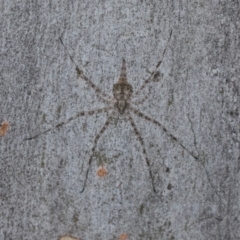 Tamopsis eucalypti (A two-tailed spider) at Hawker, ACT - 27 Mar 2024 by AlisonMilton