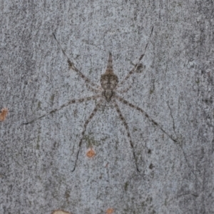 Tamopsis eucalypti (A two-tailed spider) at Hawker, ACT by AlisonMilton
