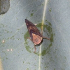 Brunotartessus fulvus (Yellow-headed Leafhopper) at Hawker, ACT - 27 Mar 2024 by AlisonMilton