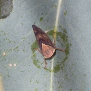 Brunotartessus fulvus at Hawker, ACT - 27 Mar 2024