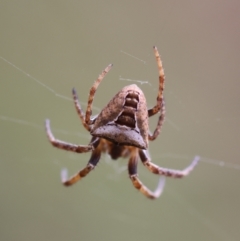 Unidentified Orb-weaving spider (several families) at QPRC LGA - 7 May 2024 by LisaH