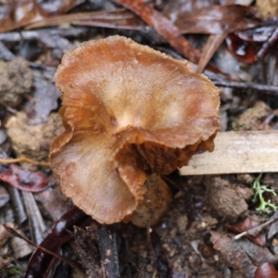 Cortinarius sp. at Mongarlowe, NSW - 7 May 2024 by LisaH