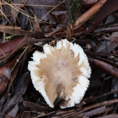 Unidentified Cap on a stem; gills below cap [mushrooms or mushroom-like] at QPRC LGA - 7 May 2024 by LisaH